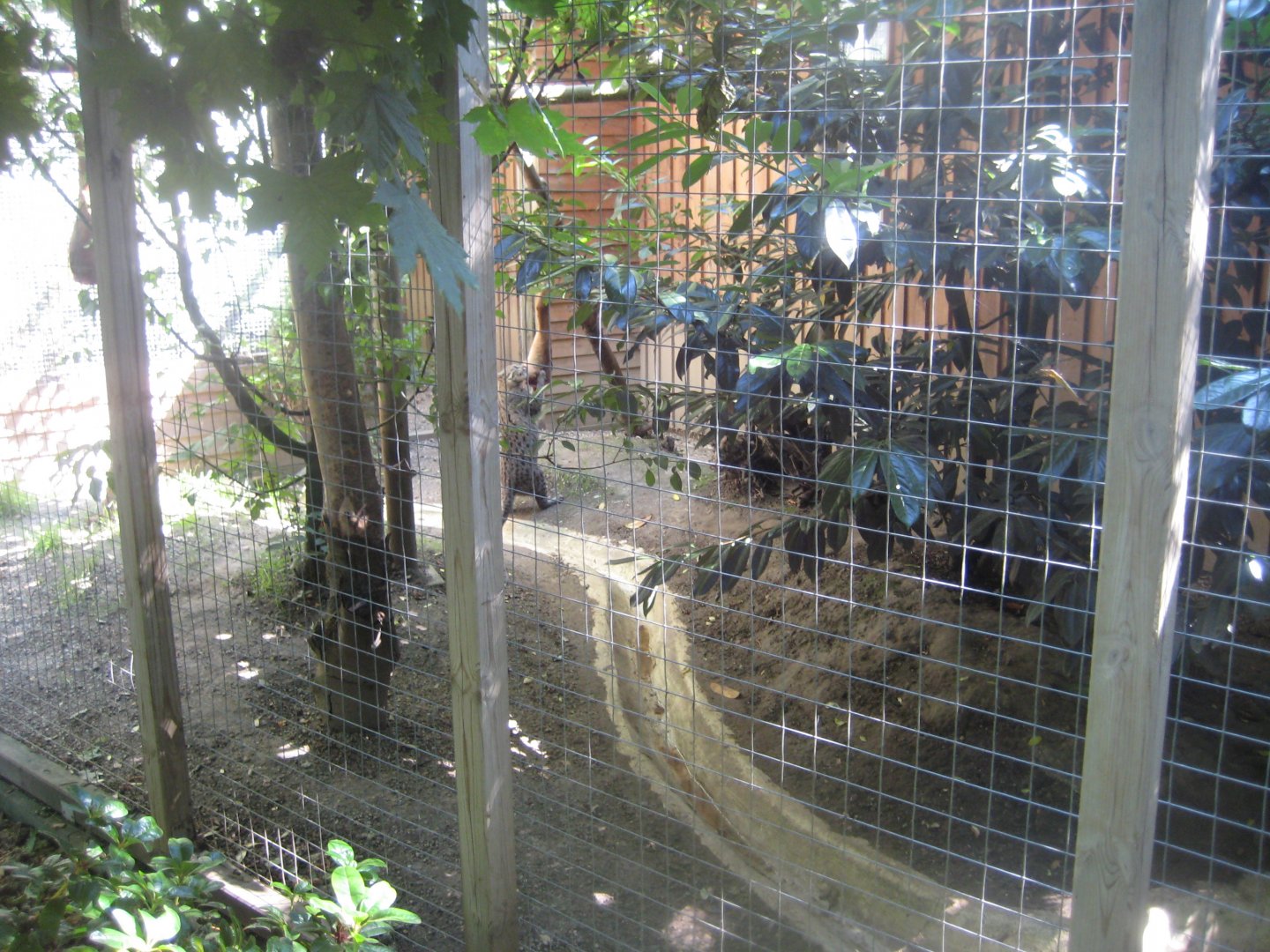 Skærup Zoo - Cat breeding center - Fishing cat exhibit
