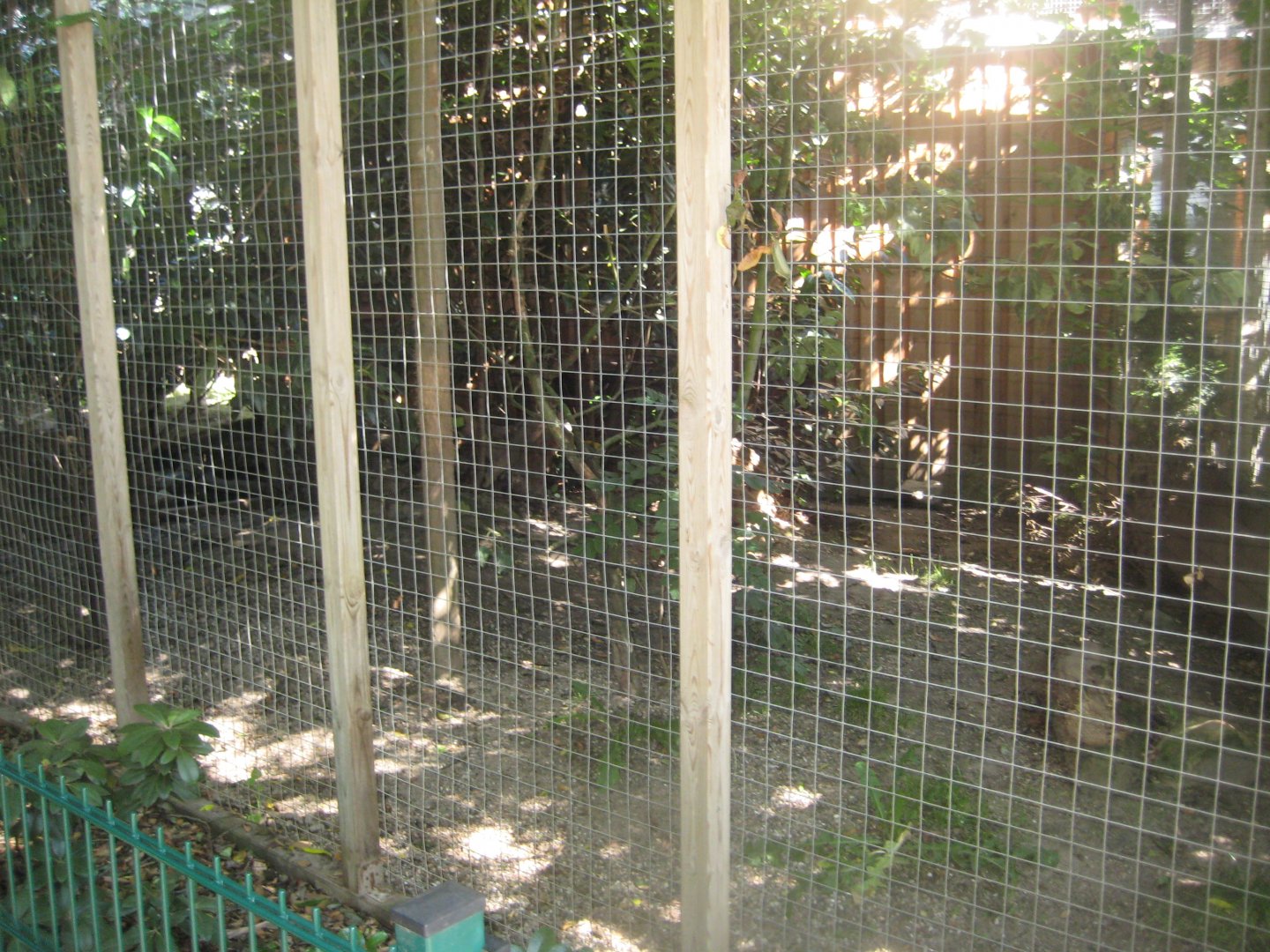 Skærup Zoo - Cat breeding center - Fishing cat exhibit