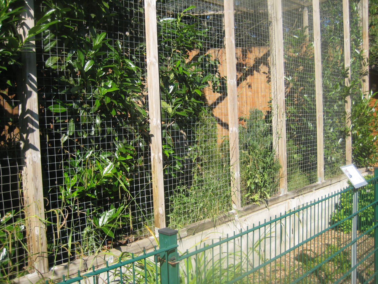 Skærup Zoo - Cat breeding center - Ocelot exhibit