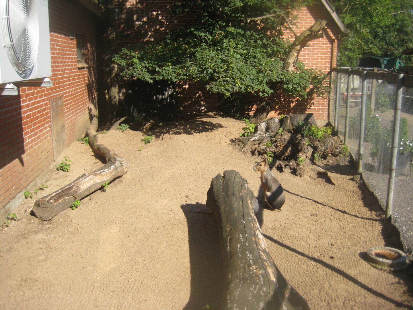 Skærup Zoo - Cavy exhibit