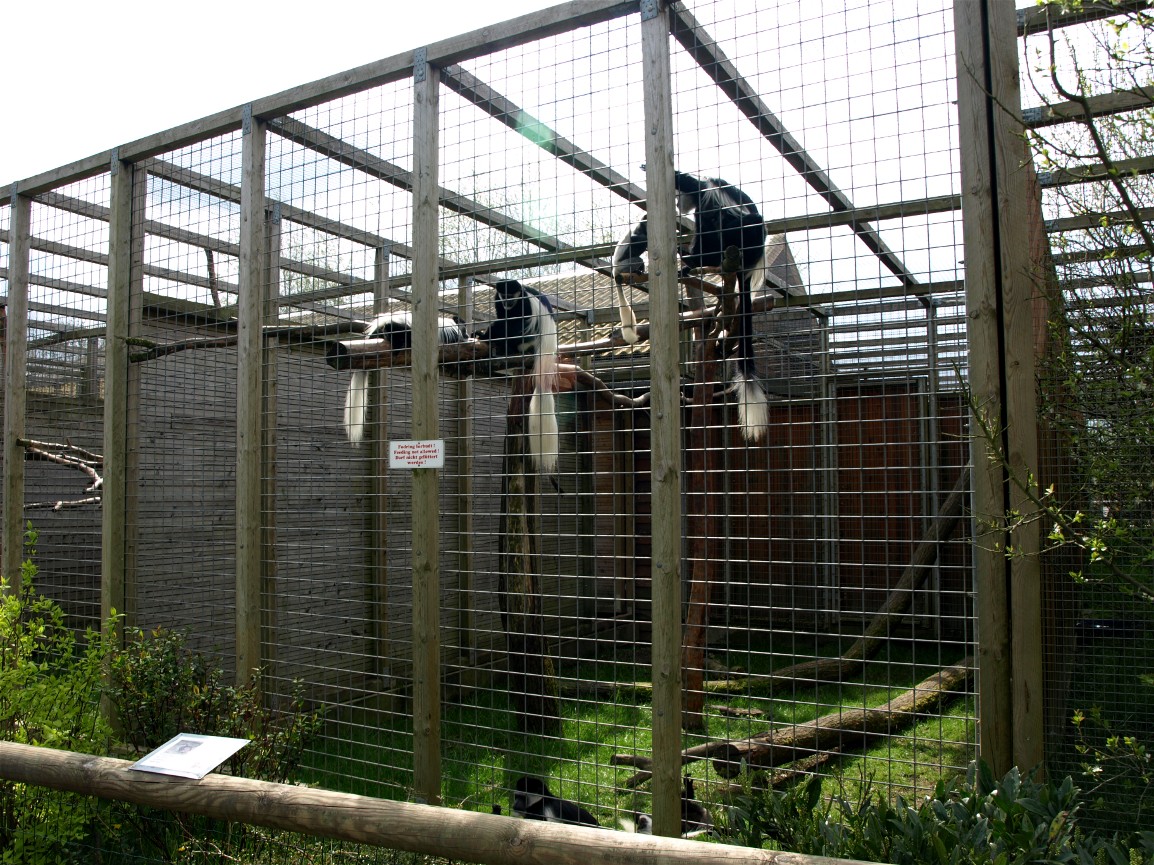 Skaerup Zoo - Colobus exhibit