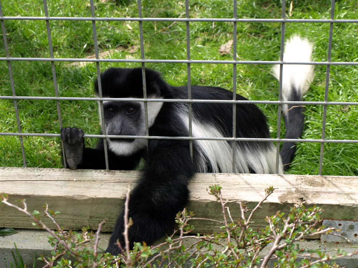 Skaerup Zoo - Colobus monkey