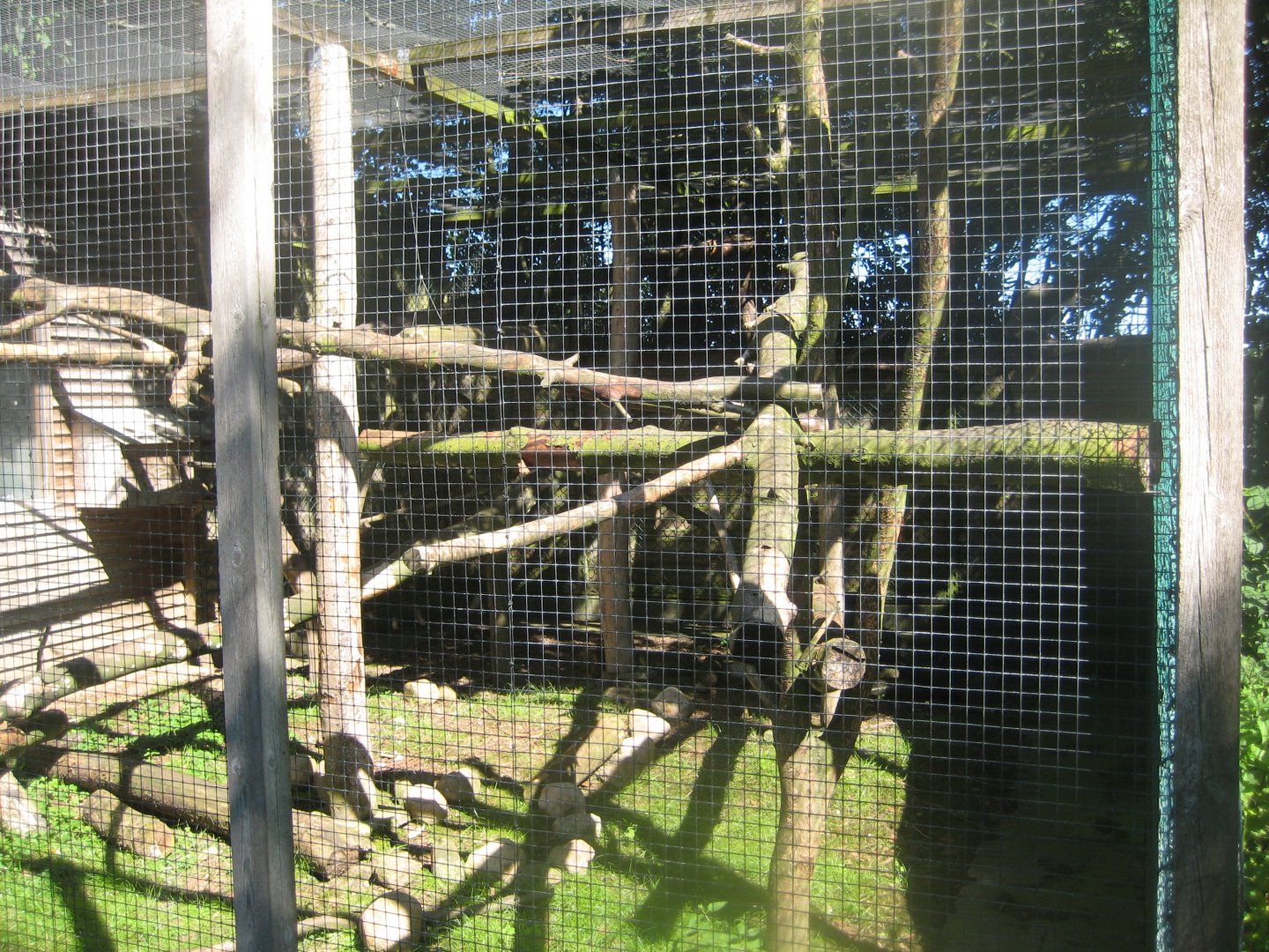 Skærup Zoo - De Brazza's monkey exhibit