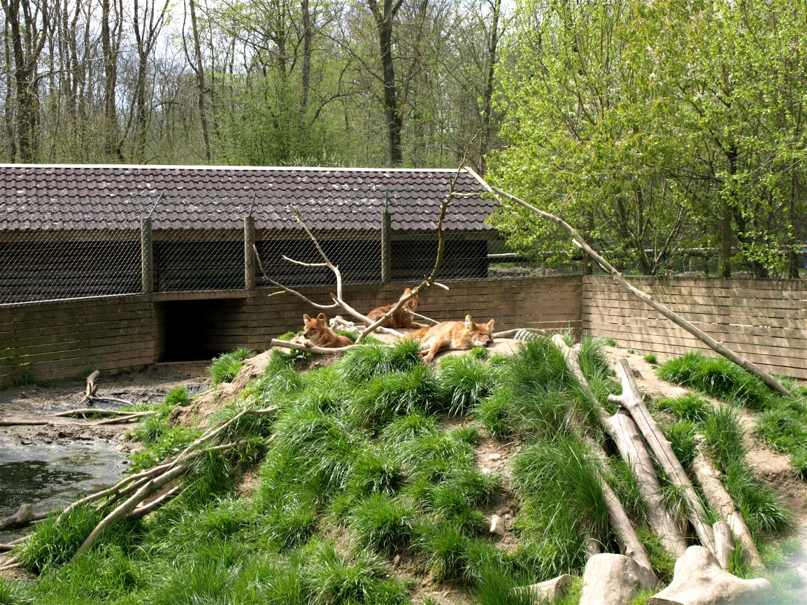 Skaerup Zoo - Dhole exhibit