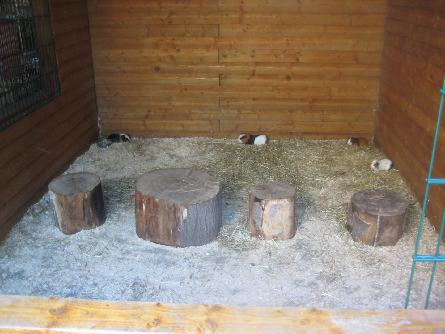 Skærup Zoo - Domestic guinea pig exhibit