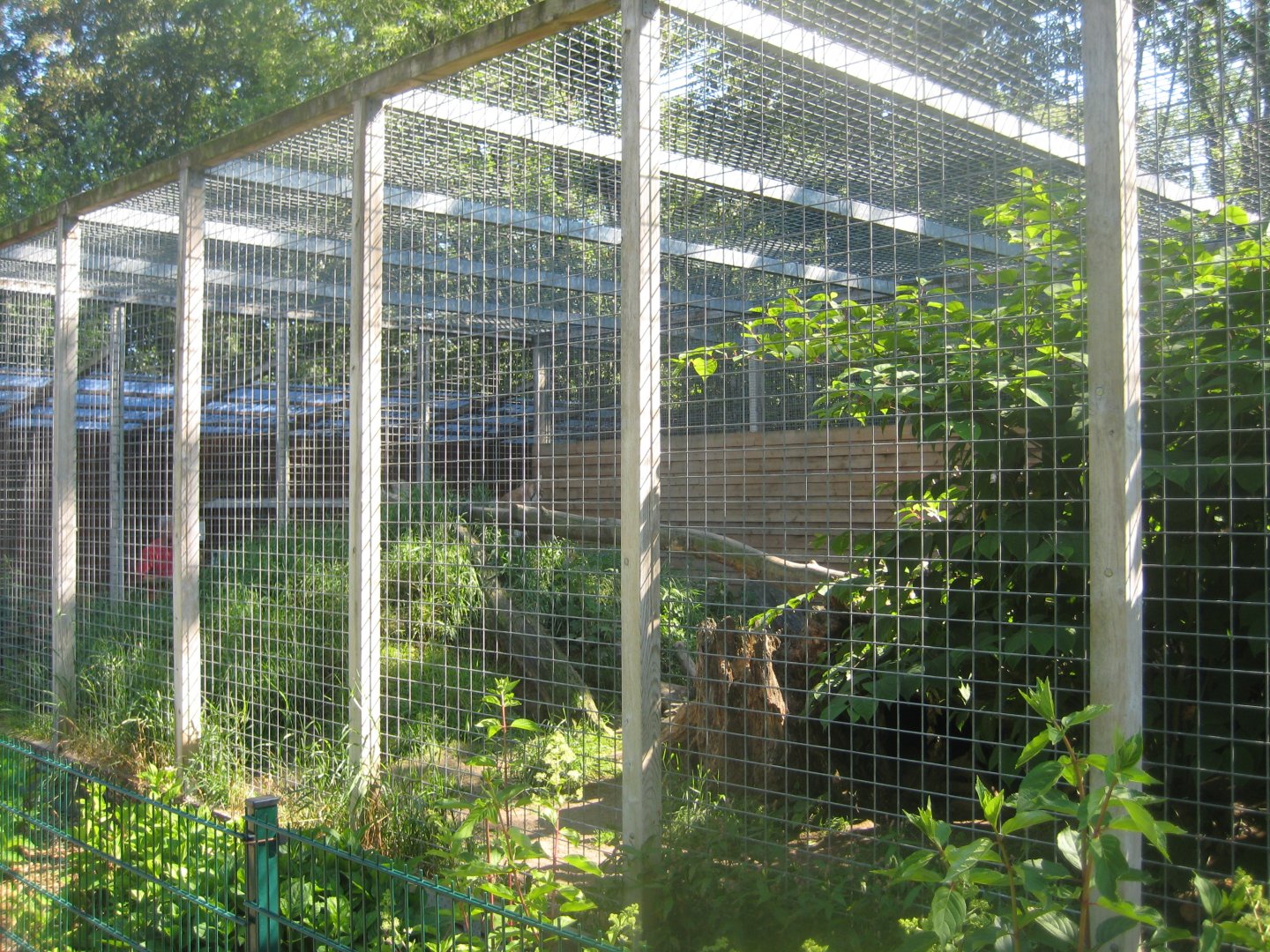 Skærup Zoo - Eurasian lynx exhibit