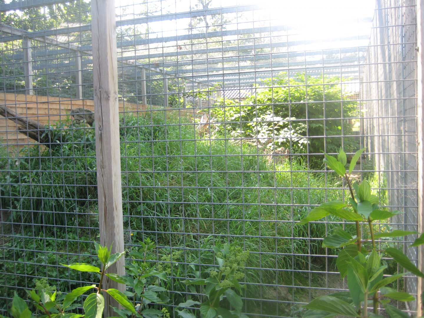 Skærup Zoo - Eurasian lynx exhibit
