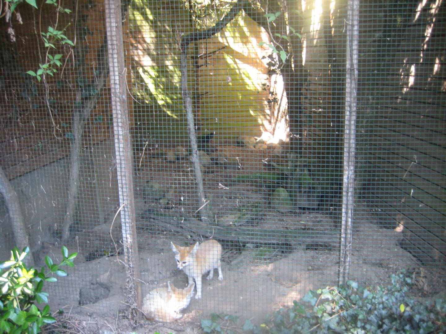 Skærup Zoo - Fox exhibit