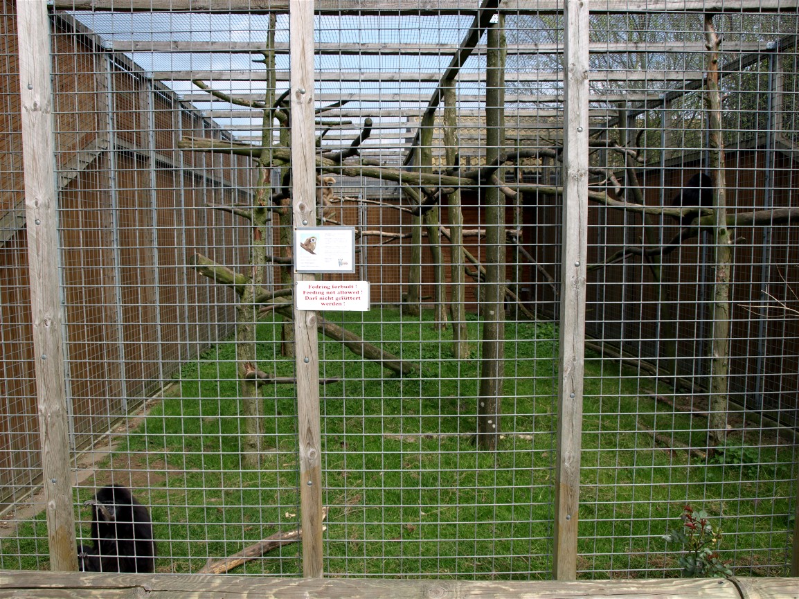 Skaerup Zoo -  Gibbon exhibits