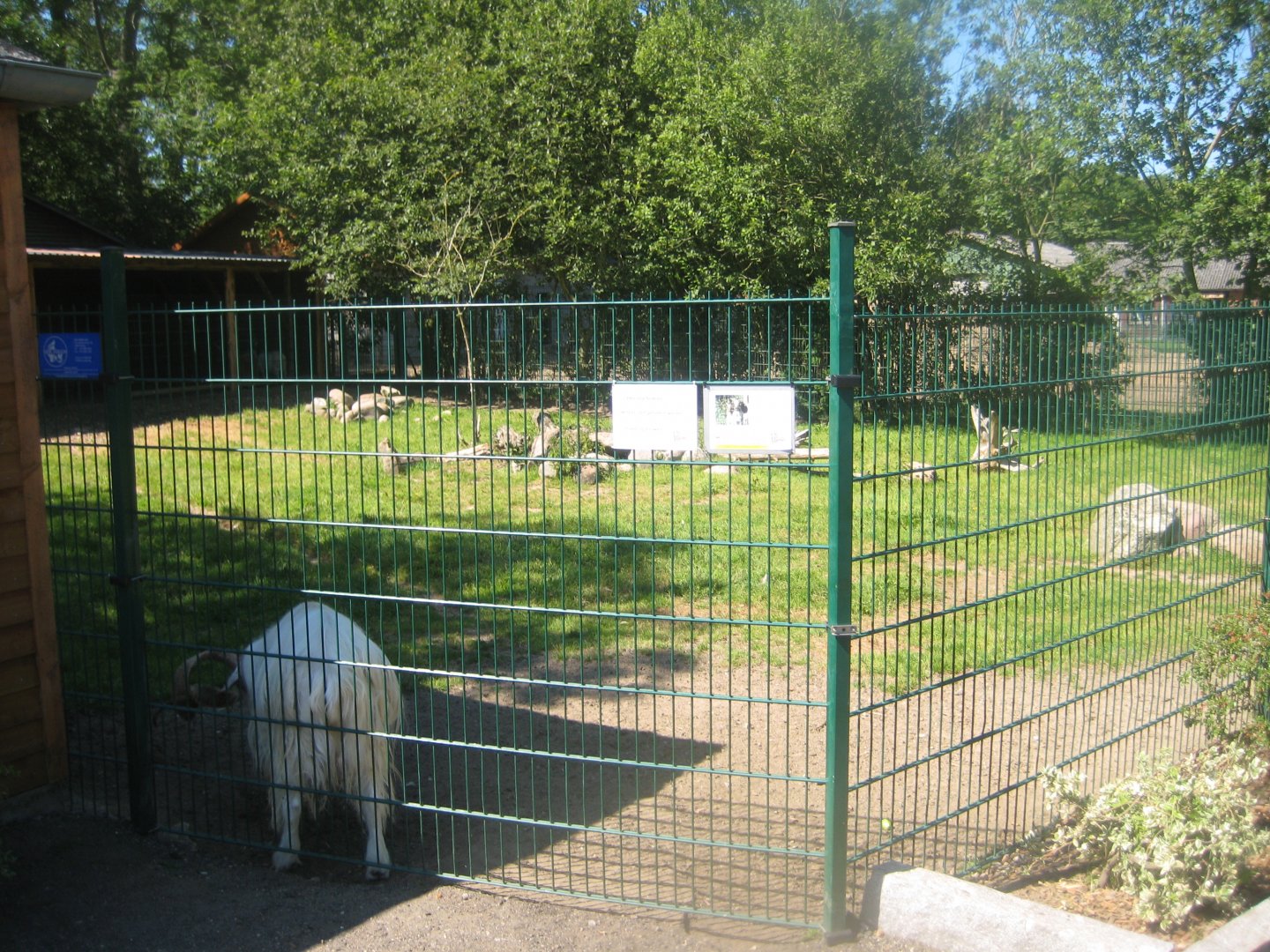 Skærup Zoo - Goat exhibit
