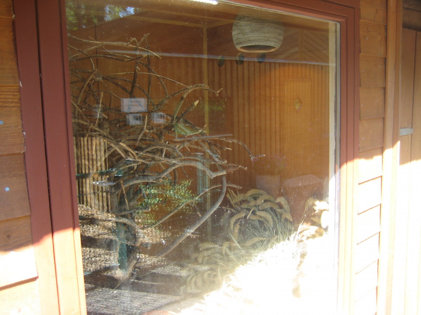 Skærup Zoo - Grass rat exhibit