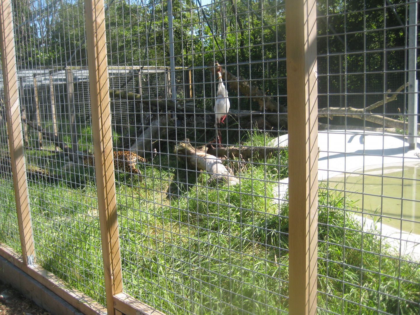 Skærup Zoo - Jaguar exhibit