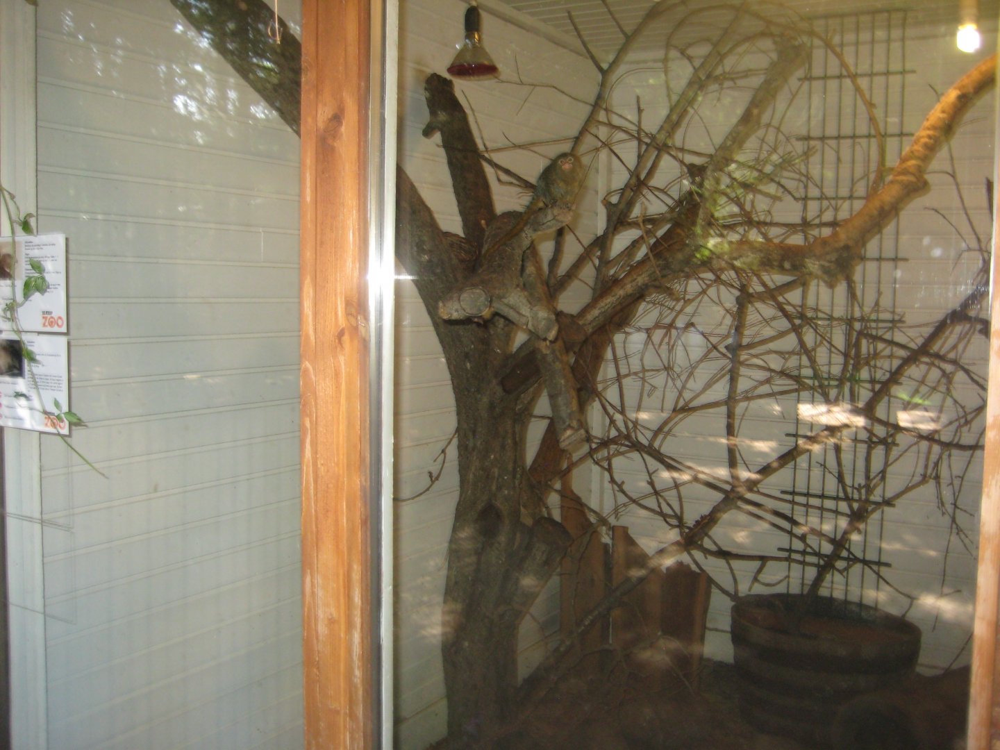 Skærup Zoo - Marmoset exhibit