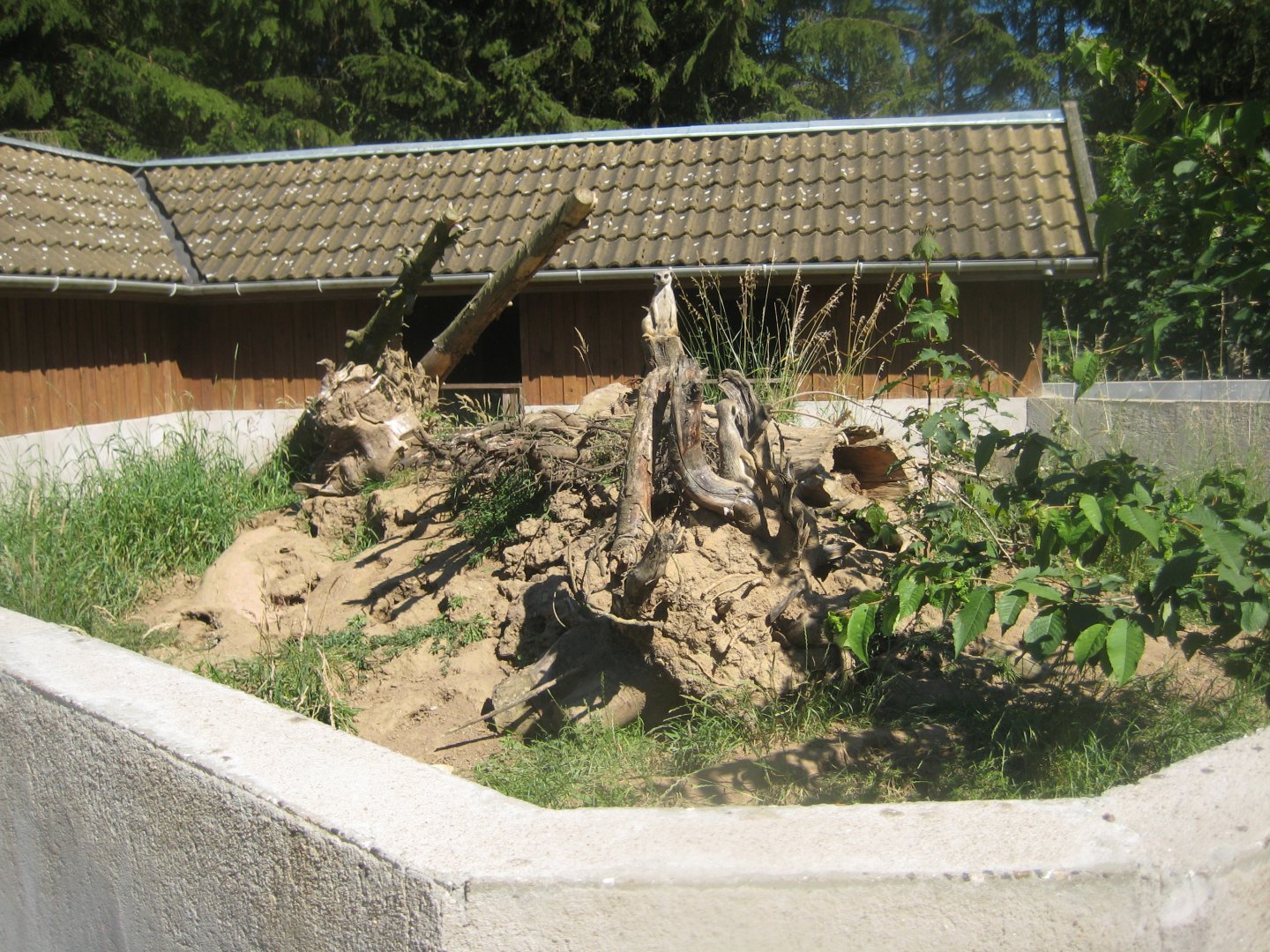 Skærup Zoo - Meerkat exhibit