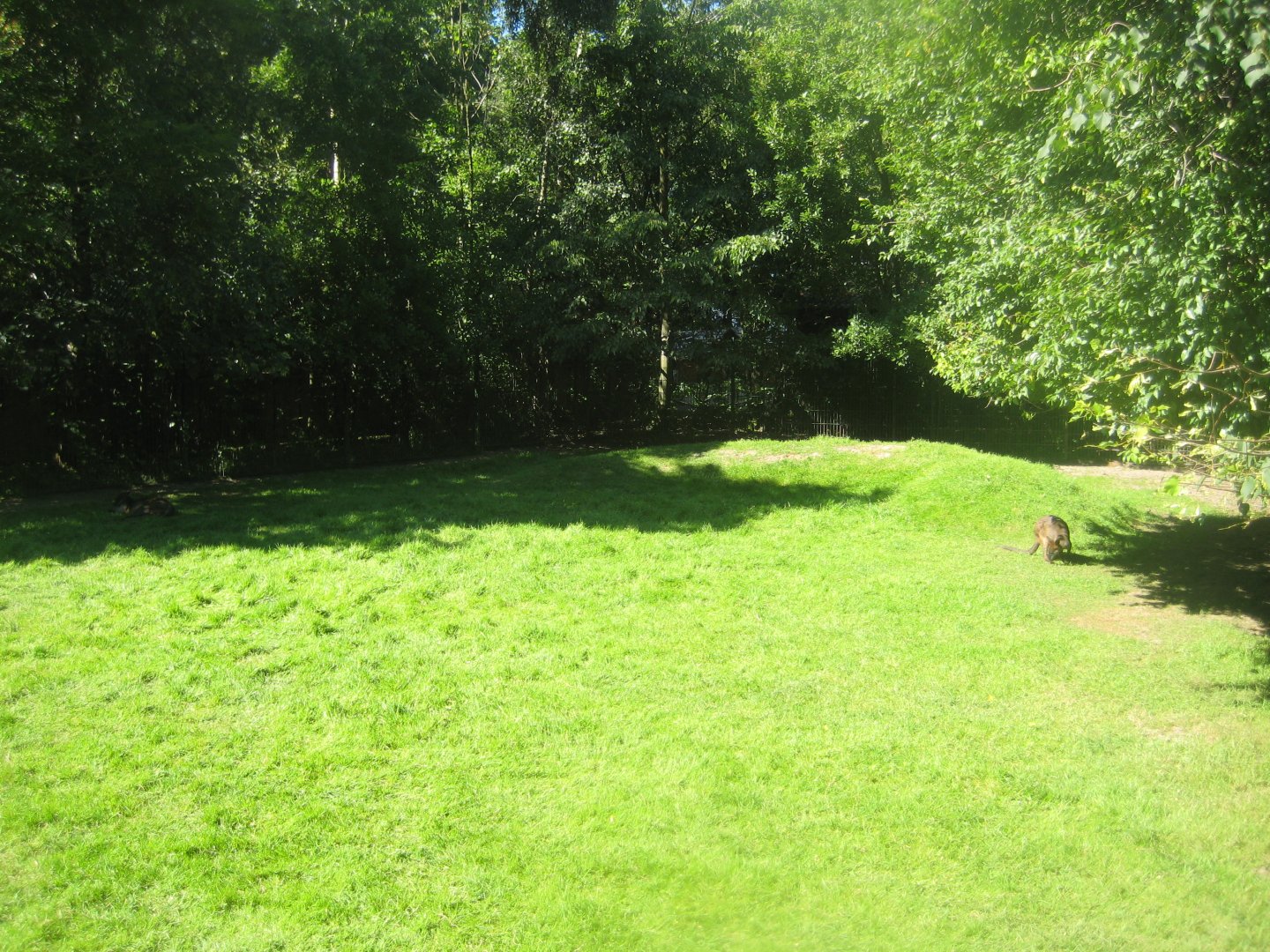 Skærup Zoo - Mixed wallaby exhibit