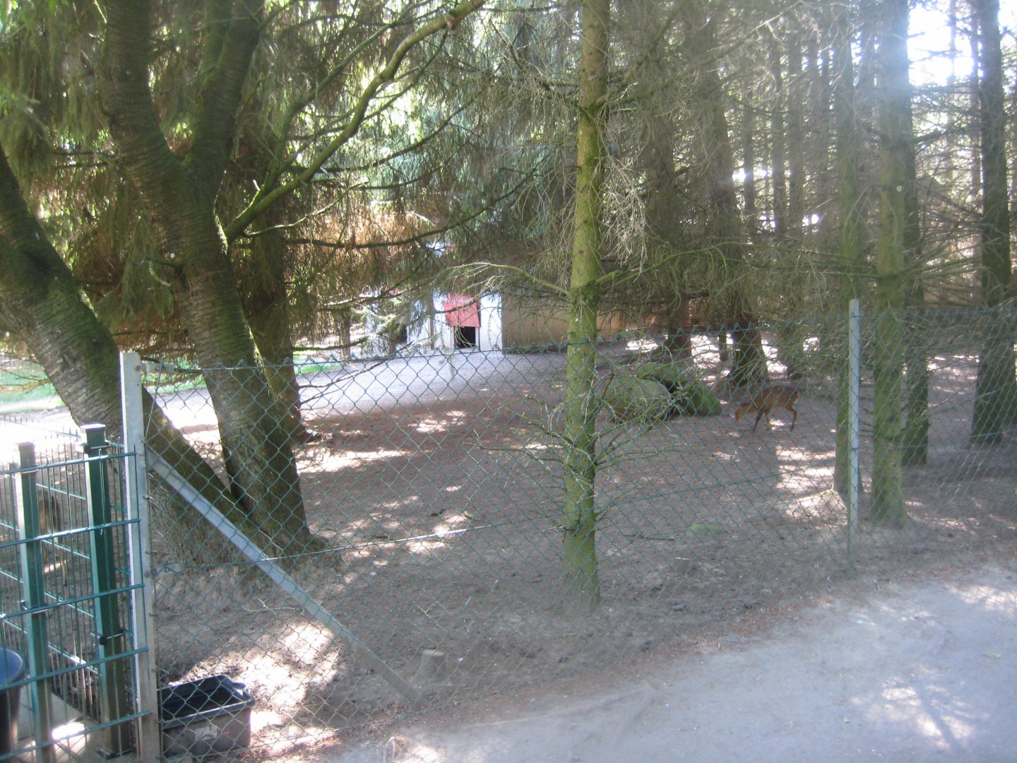Skærup Zoo - Muntjac exhibit