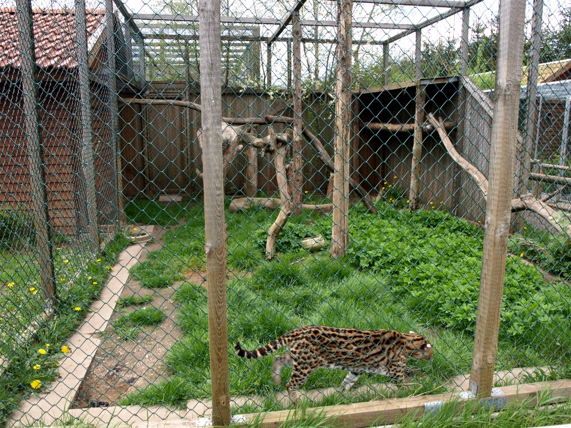 Skaerup Zoo - Ocelot exhibit