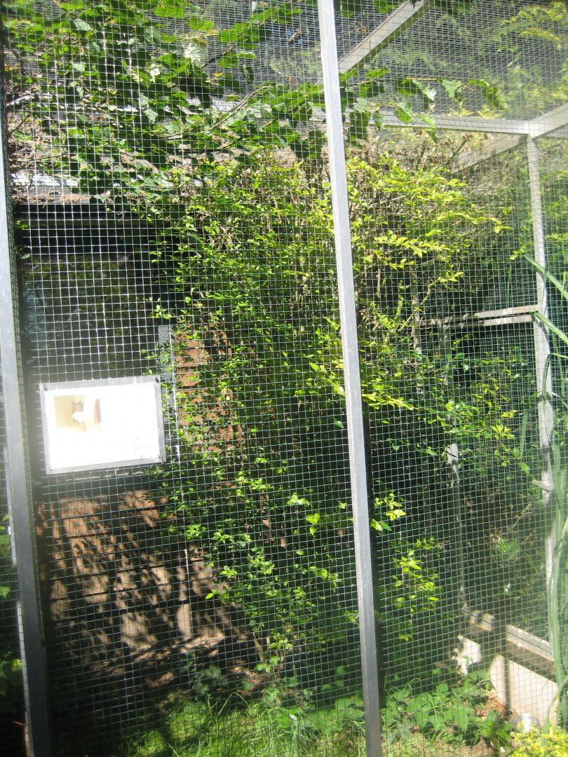 Skærup Zoo - Owl aviary #1