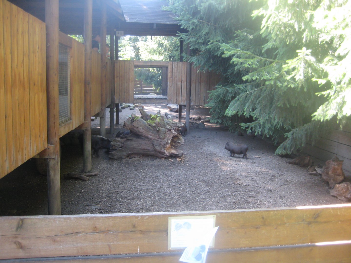 Skærup Zoo - Pig exhibit