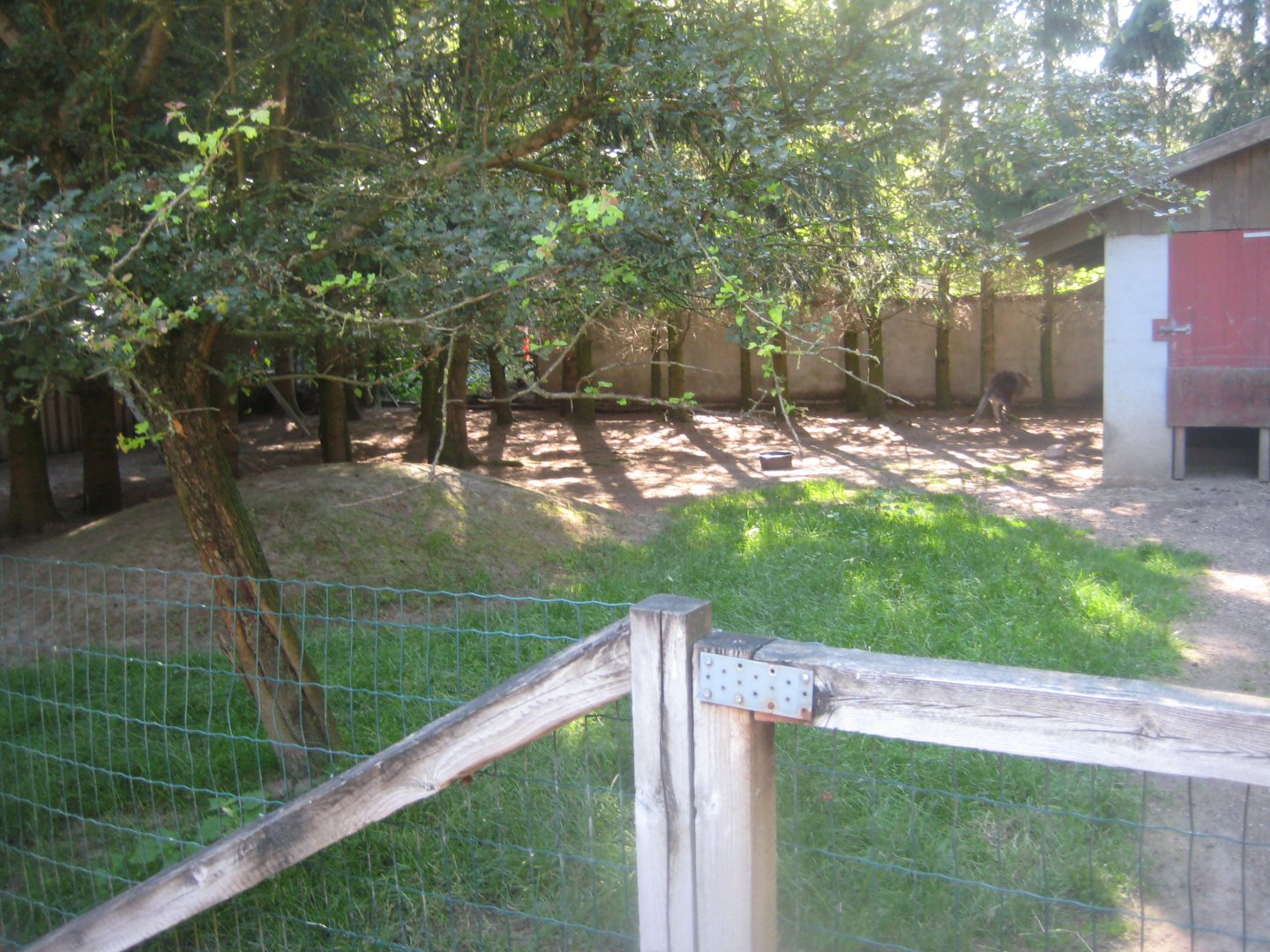 Skærup Zoo - Red-necked wallaby exhibit
