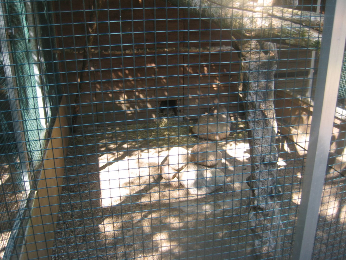 Skærup Zoo - Rock cavy exhibit