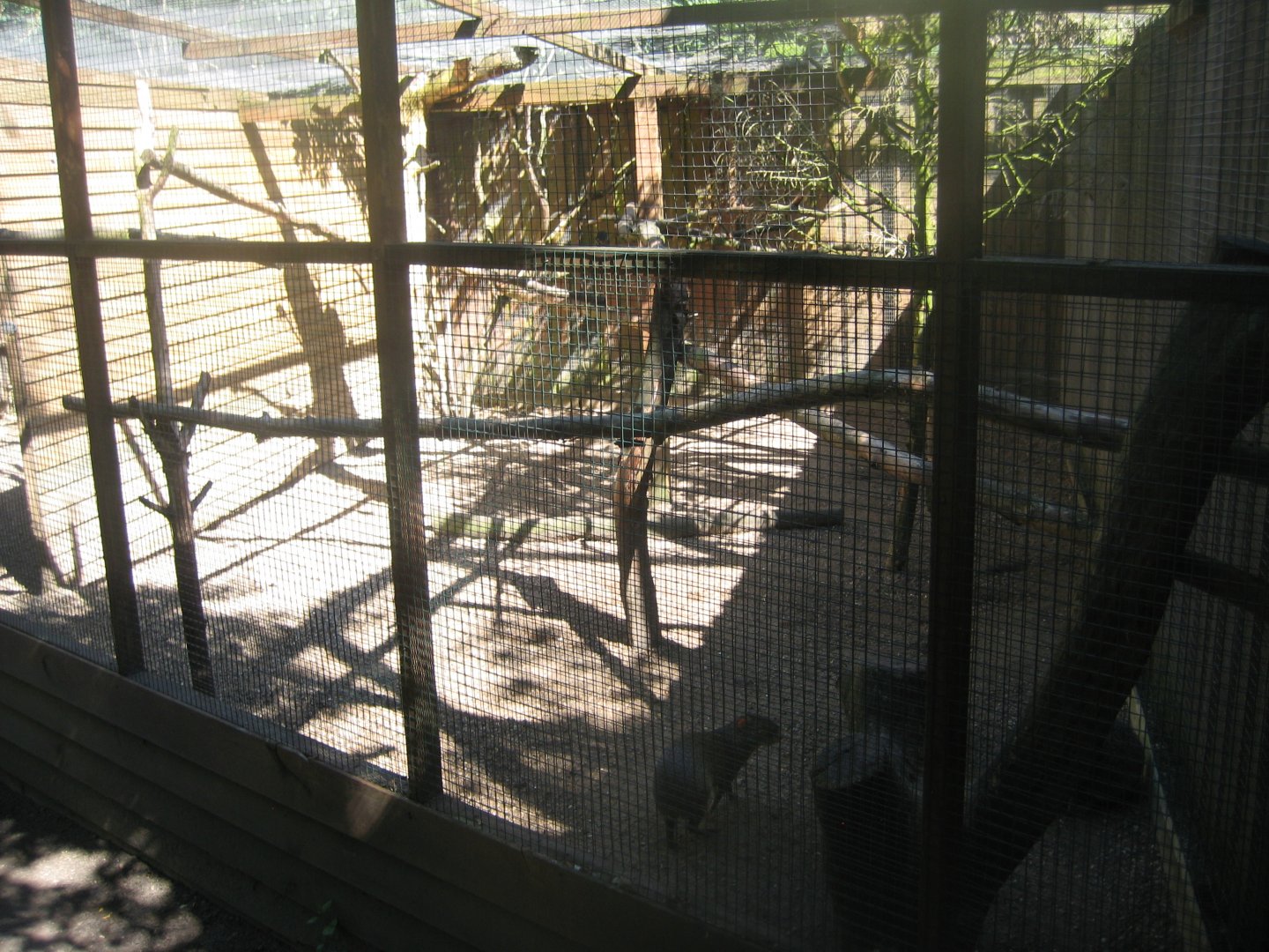 Skærup Zoo - Saki exhibit