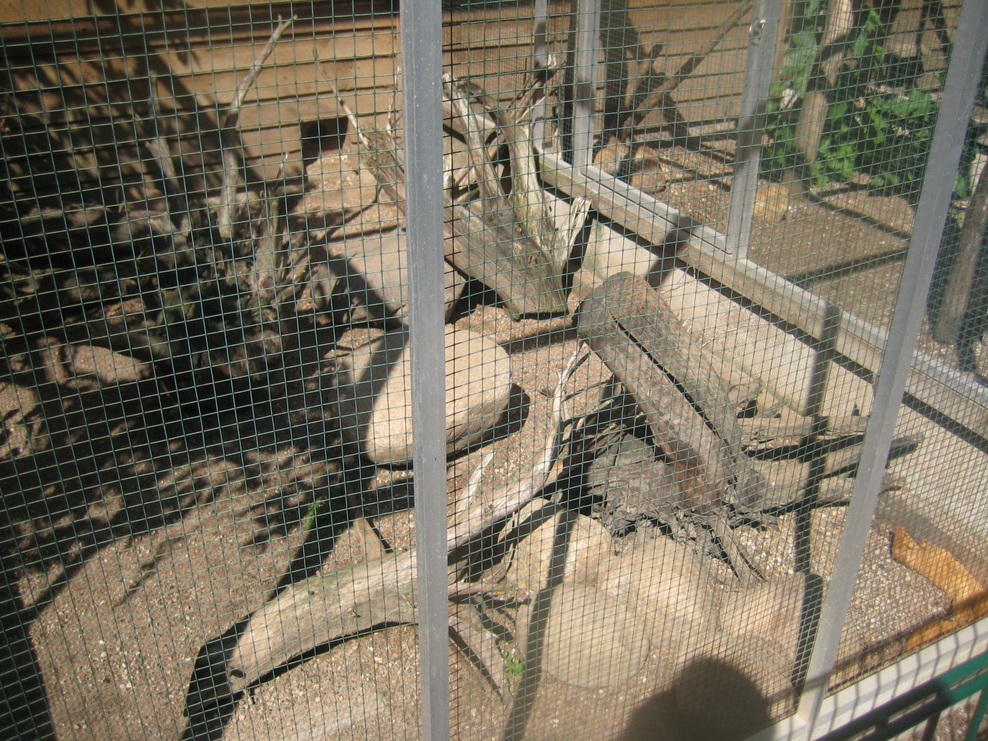 Skærup Zoo - Slender mongoose exhibit