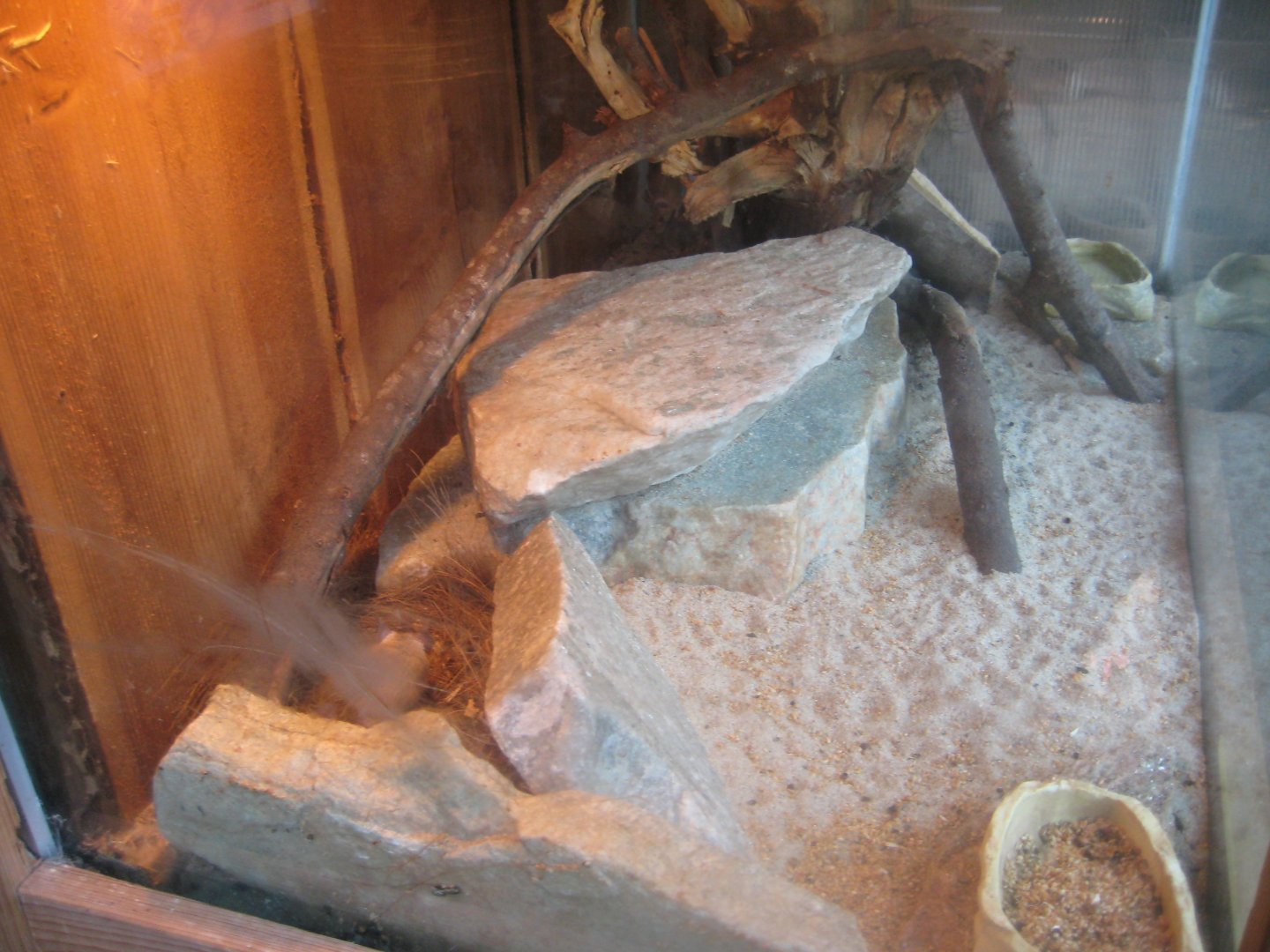 Skærup Zoo - Spiny mouse exhibit