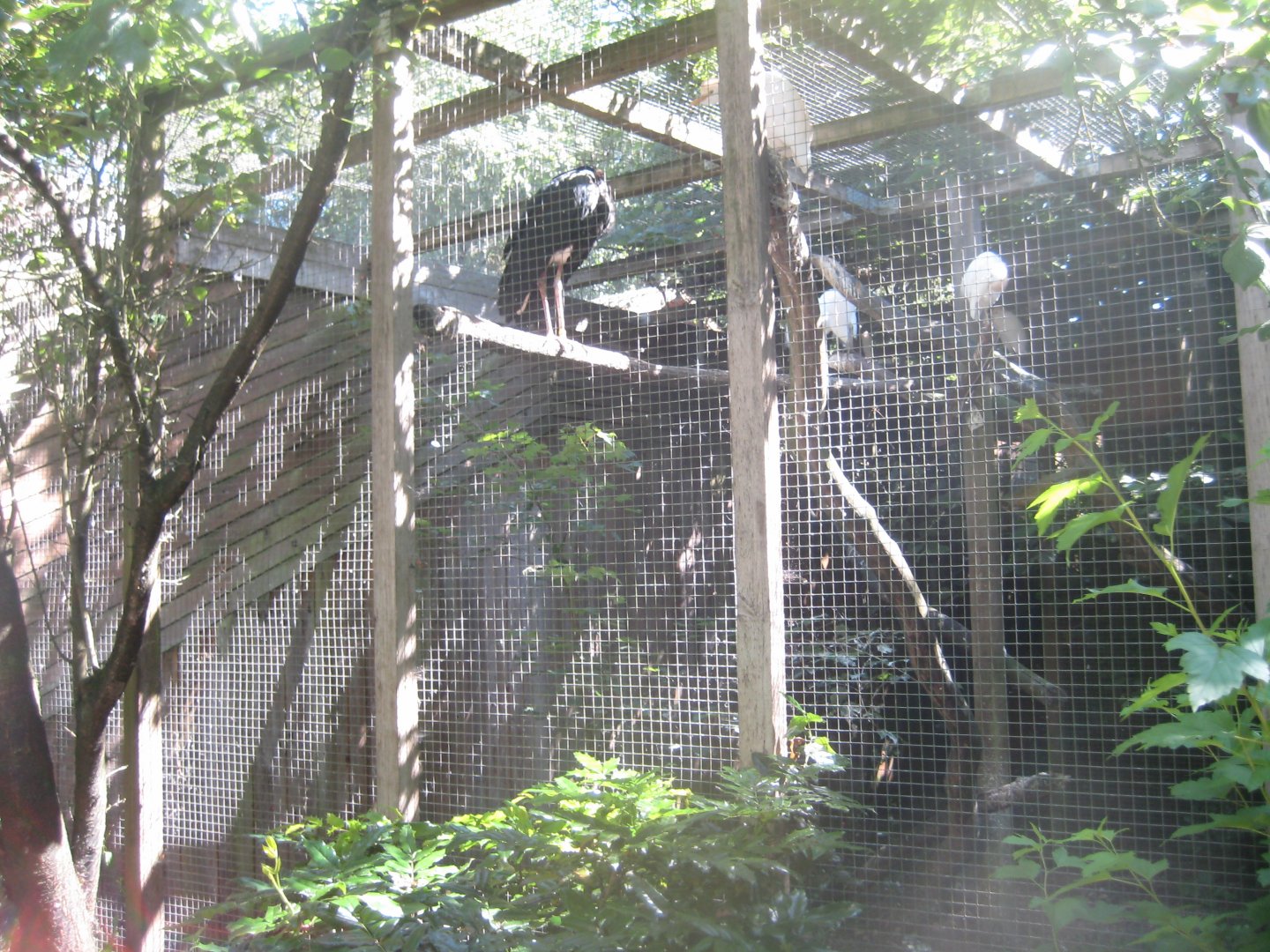 Skærup Zoo - Stork/egret aviary