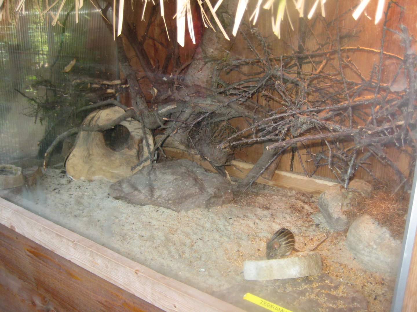 Skærup Zoo - Striped grass mouse exhibit