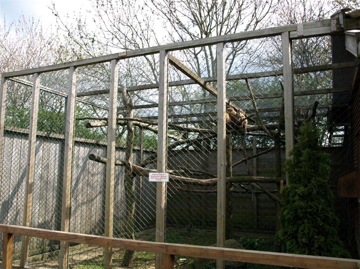 Skaerup Zoo - Toque macaque exhibit