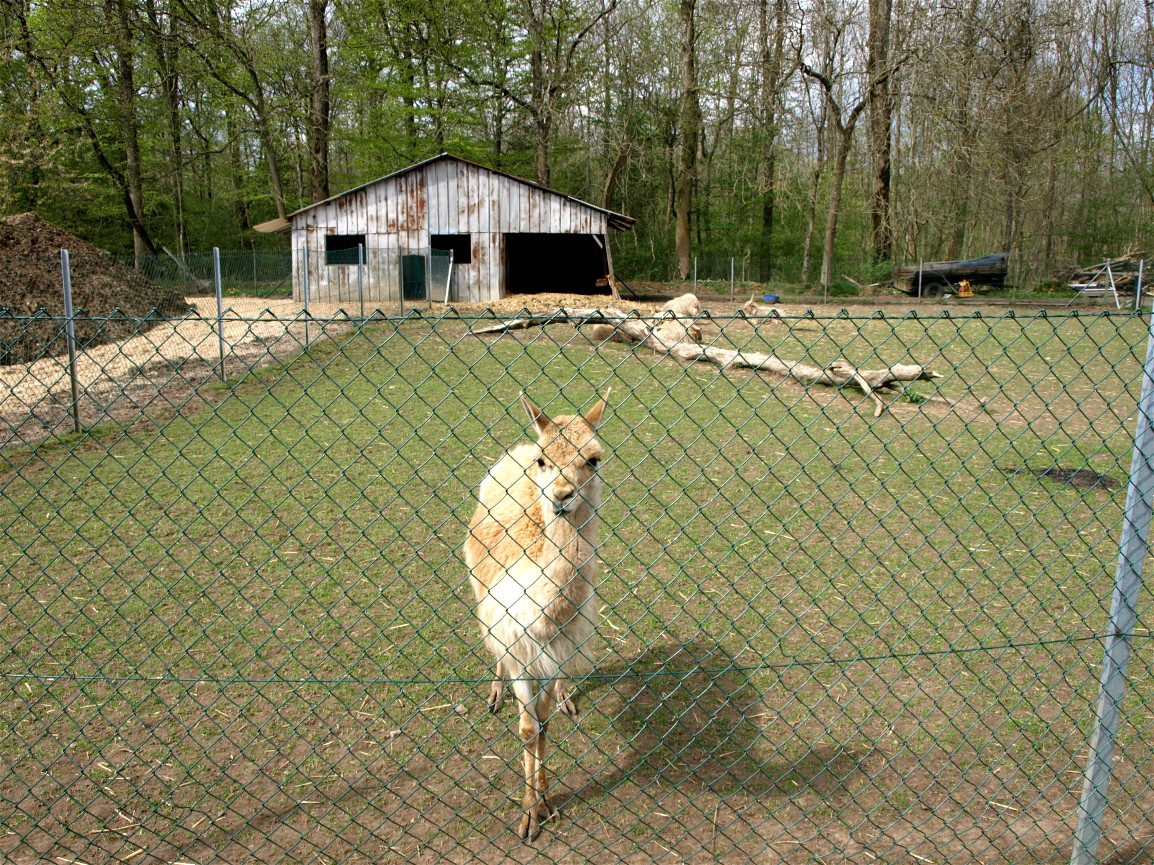 Skaerup Zoo - Vicugna exhibit