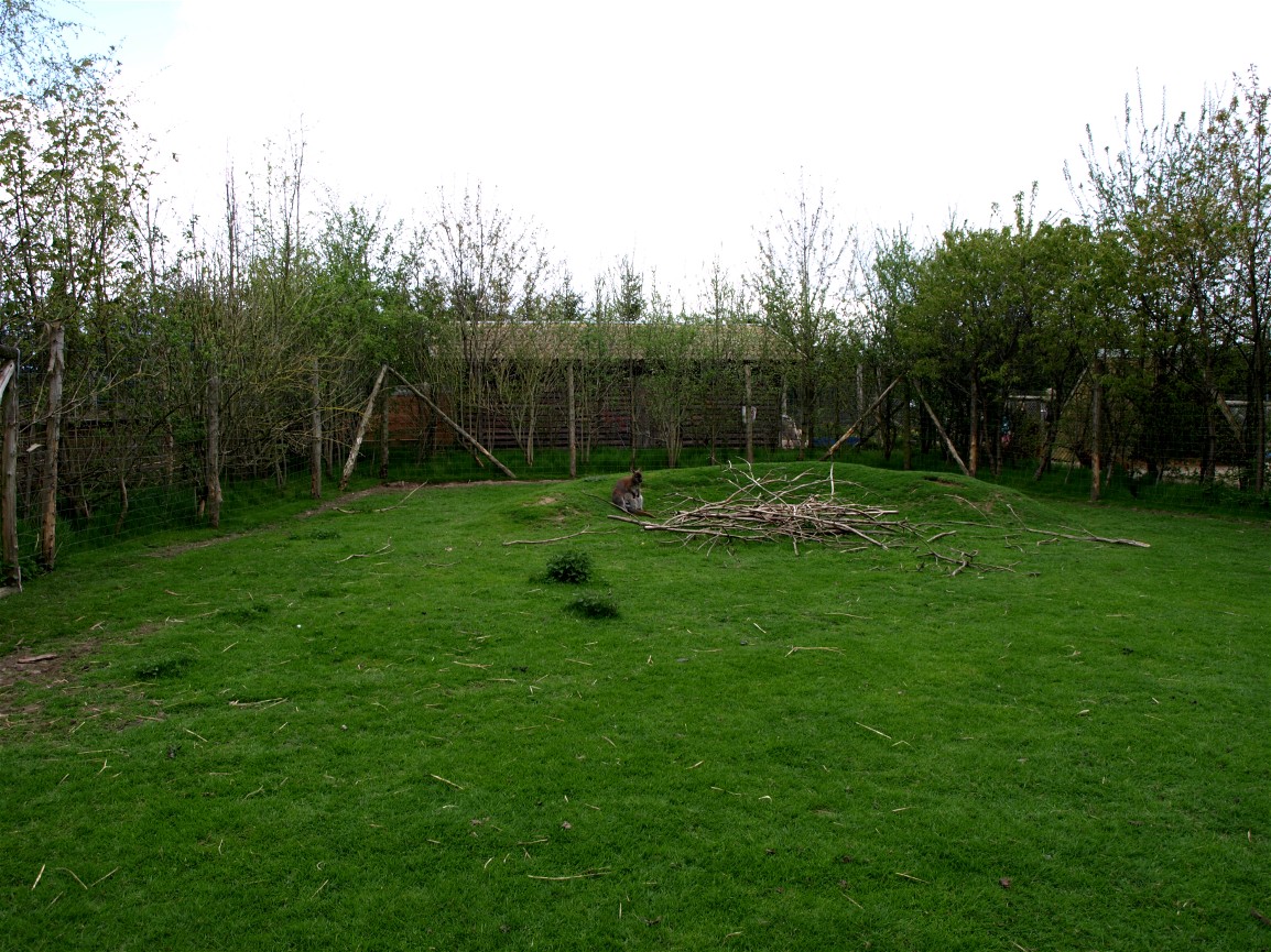 Skaerup Zoo - Wallaby exhibit