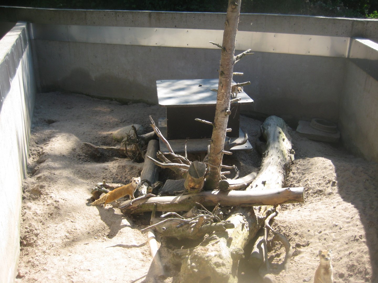 Skærup Zoo - Yellow mongoose exhibit