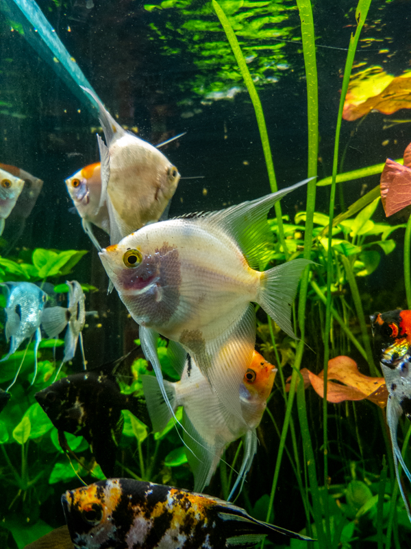 Skalar / Pterophyllum scalare