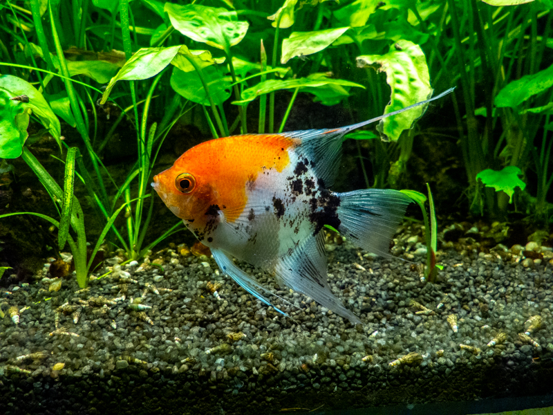 Skalar / Pterophyllum scalare