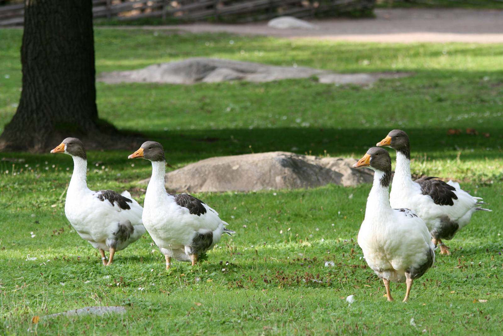 Skånegäss (Skåne geese) - Skansen