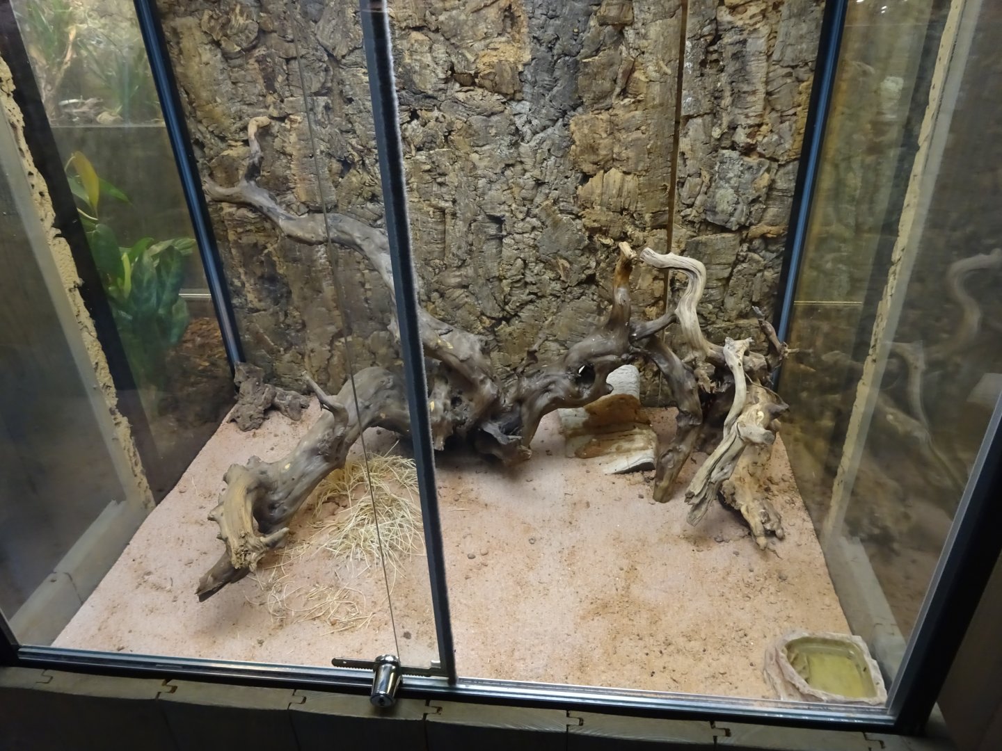 Skansen-Akvariet - Assassin bug exhibit