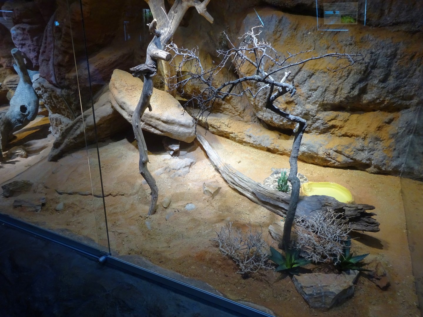 Skansen-Akvariet - Black-tailed rattlesnake exhibit