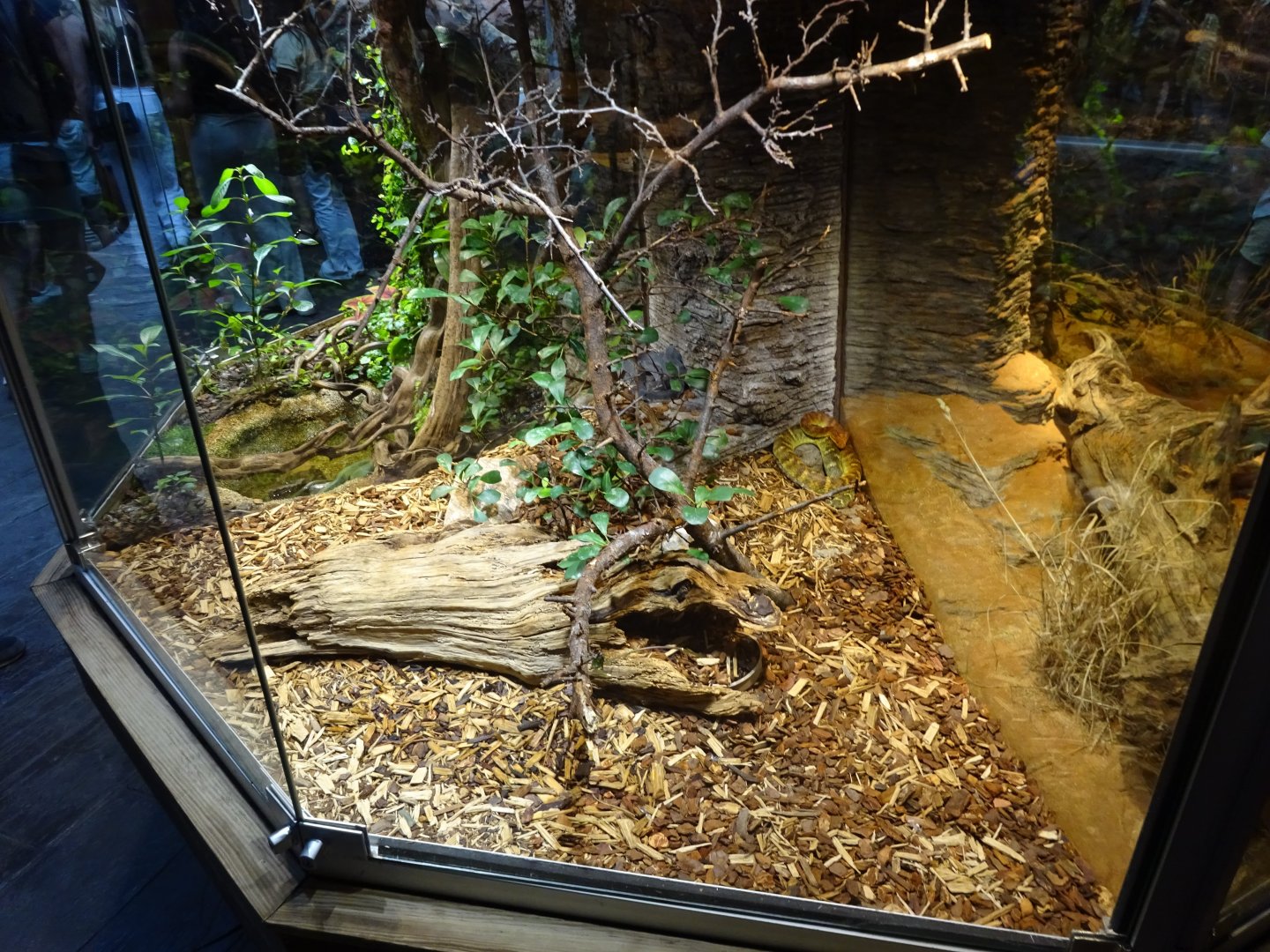 Skansen-Akvariet - Bush viper exhibit