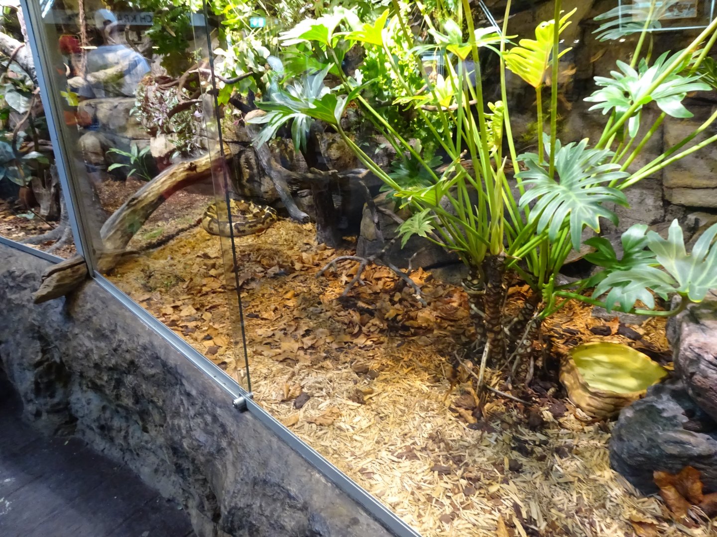 Skansen-Akvariet - Bushmaster exhibit