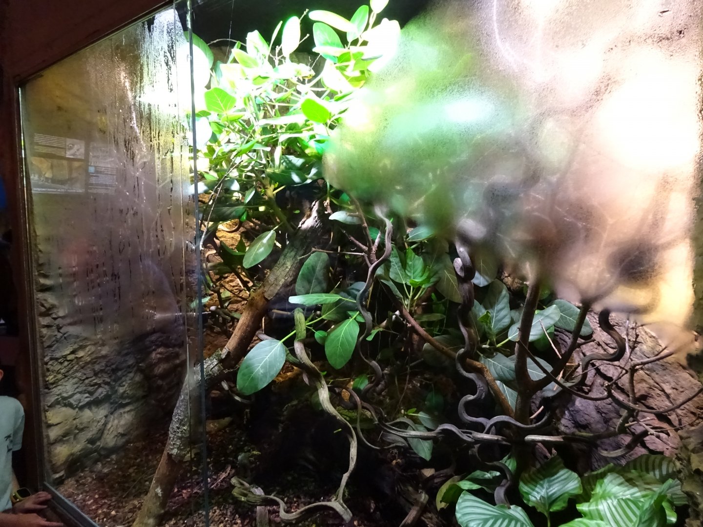 Skansen-Akvariet - Chameleon exhibit