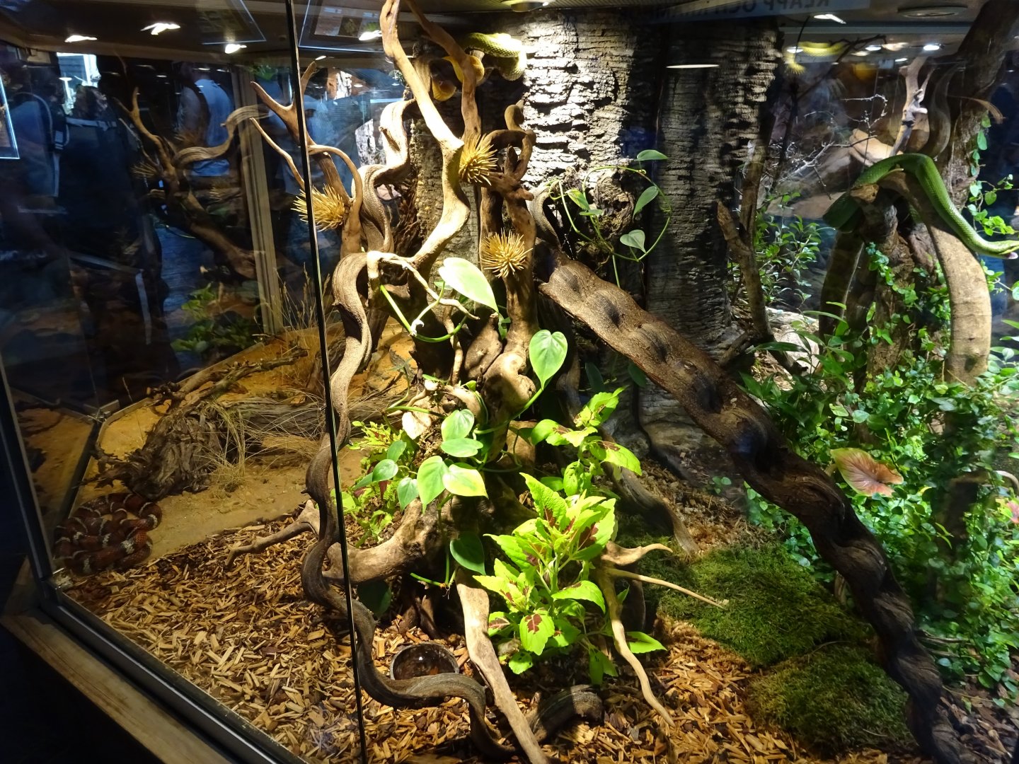 Skansen-Akvariet - Eyelash viper exhibit