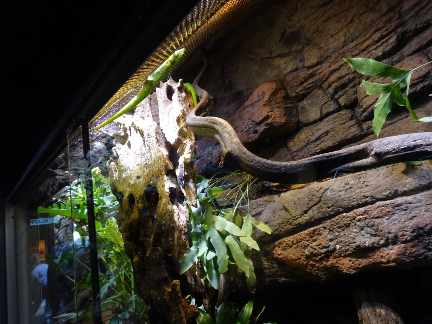 Skansen-Akvariet - Gecko exhibit