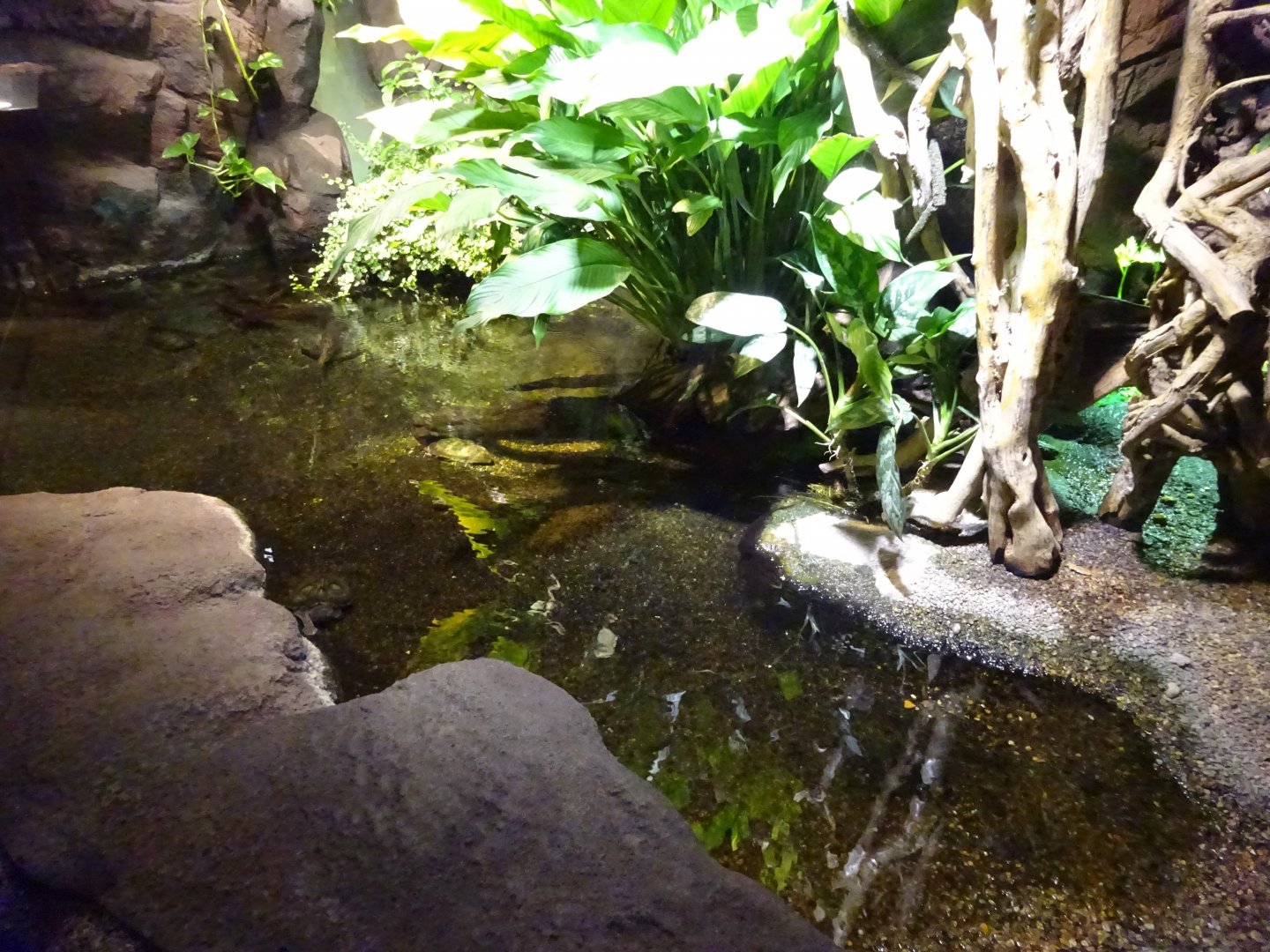 Skansen-Akvariet - Mixed turtle exhibit