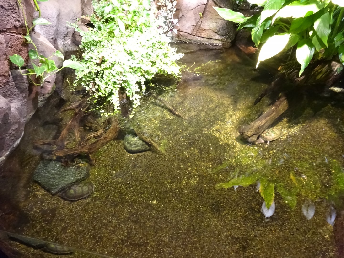 Skansen-Akvariet - Mixed turtle exhibit