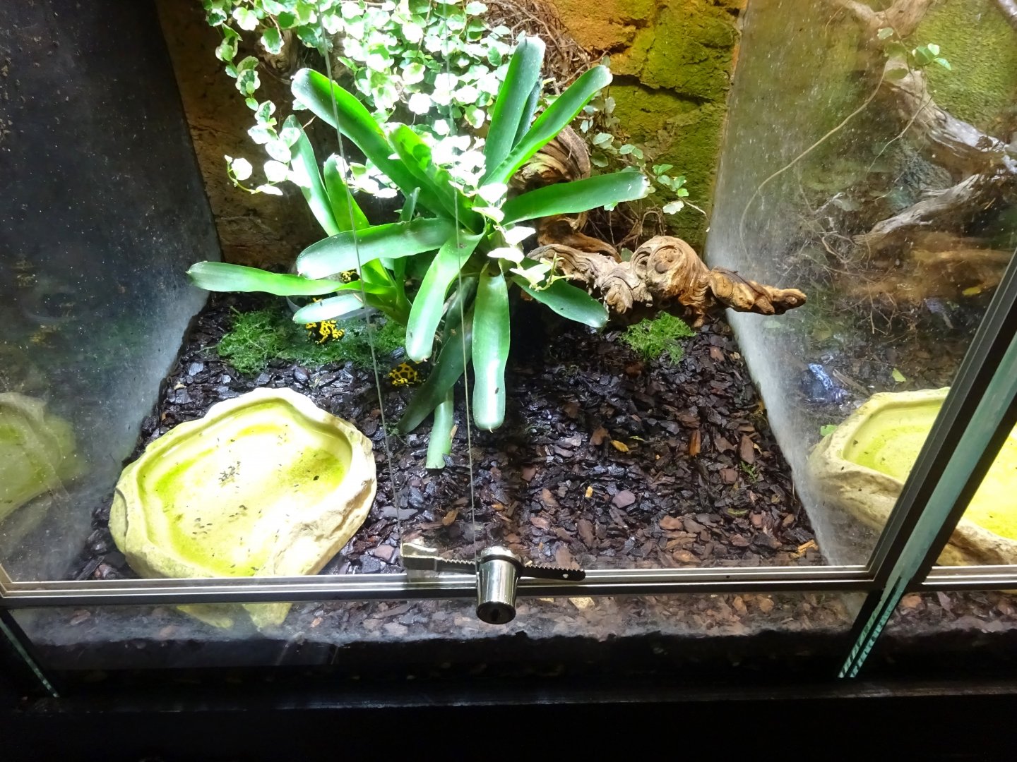 Skansen-Akvariet - Poison dart frog exhibit #1