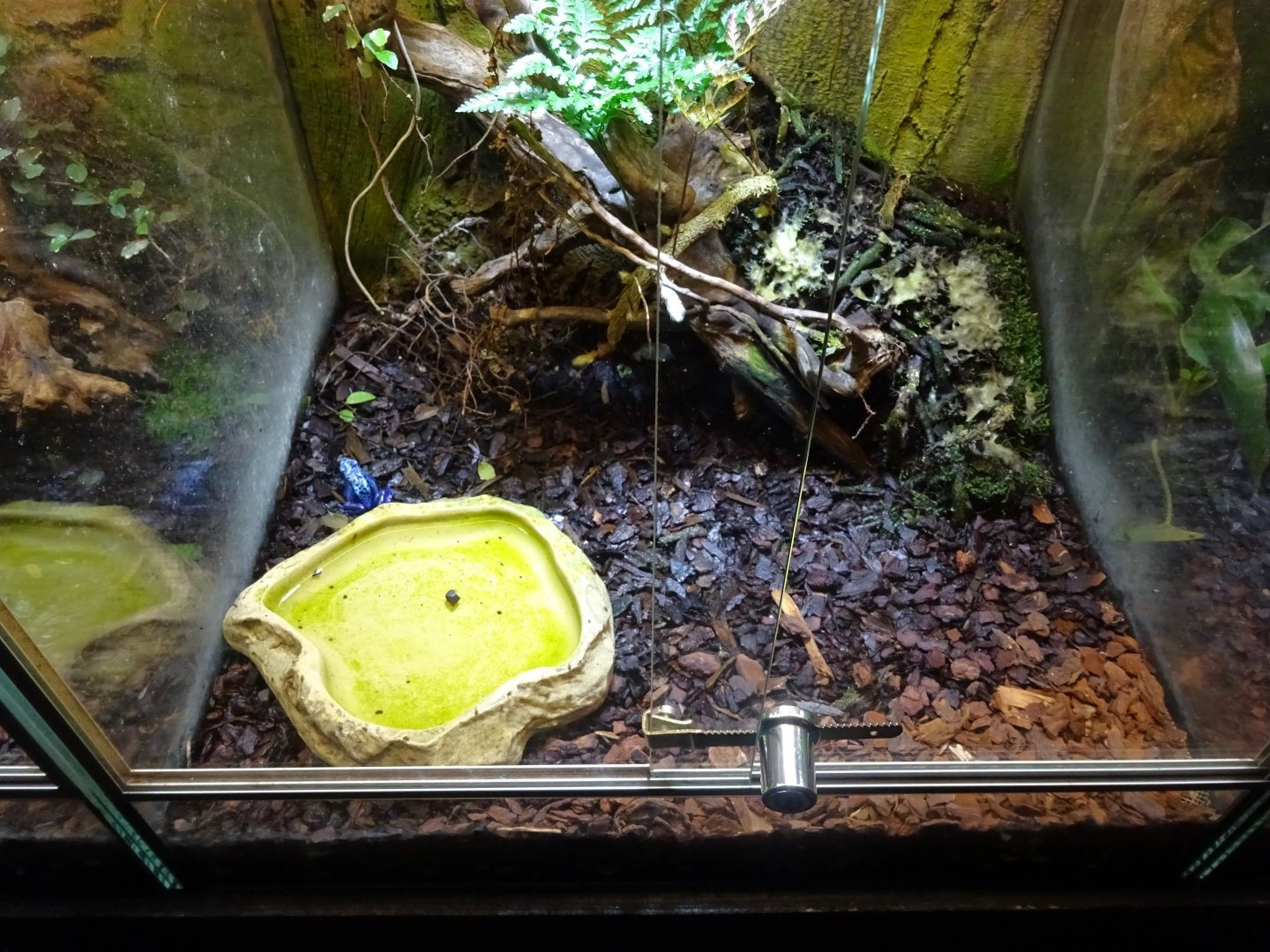 Skansen-Akvariet - Poison dart frog exhibit #2