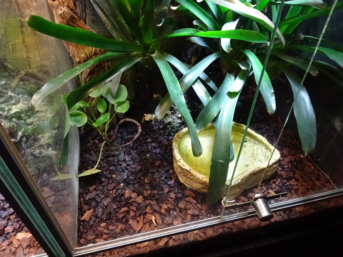 Skansen-Akvariet - Poison dart frog exhibit #3