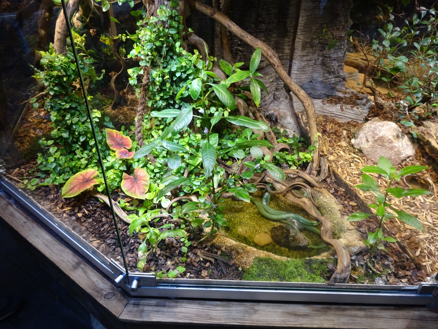Skansen-Akvariet - Ratsnake exhibit